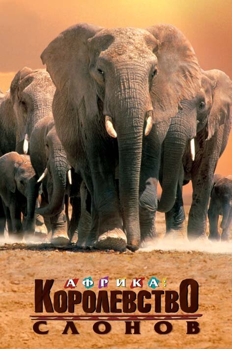 Постер Африка — королевство слонов