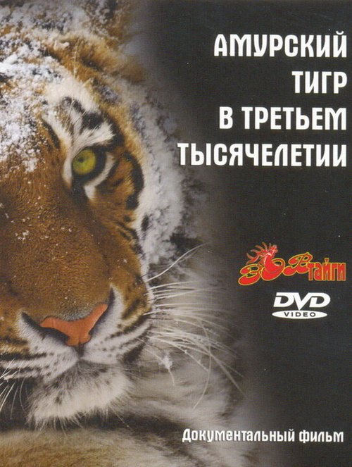 Постер Амурский тигр в третьем тысячелетии