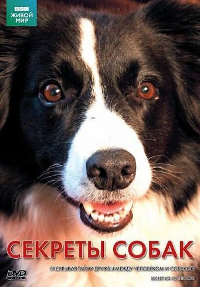 Постер BBC: Секреты собак