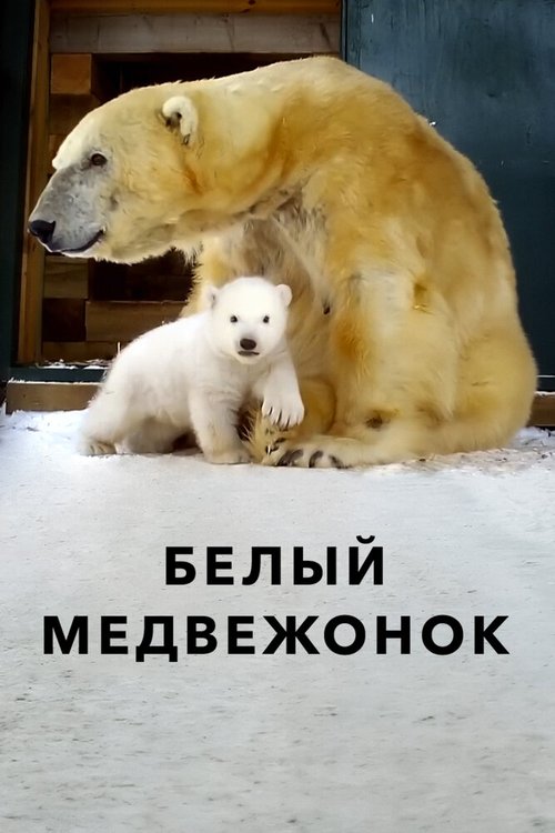 Постер Белый медвежонок