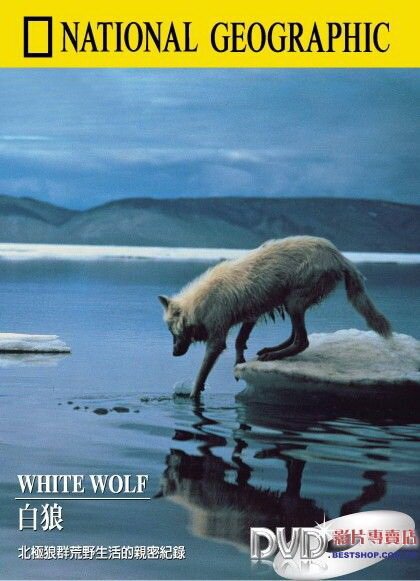 Постер Белый волк