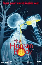 Постер Человеческое тело