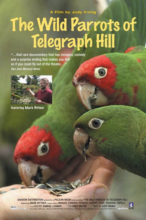 Постер Дикие попугаи с Телеграф Хилл