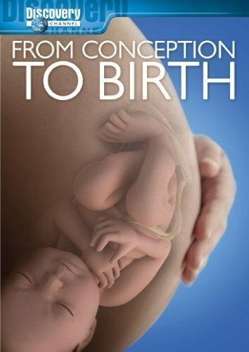 Постер From Conception to Birth