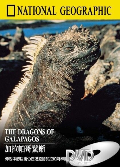 Постер Галапагосские драконы