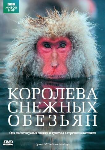 Постер Королева снежных обезьян