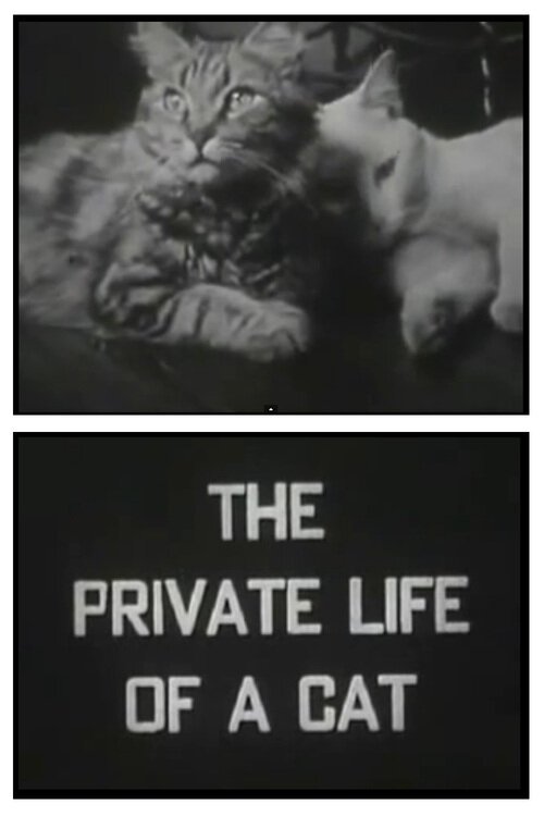 Постер Личная жизнь кота