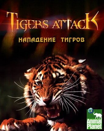 Постер Нападение тигров