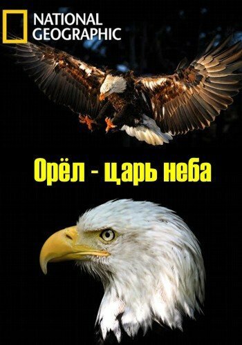 Постер Орёл — царь неба