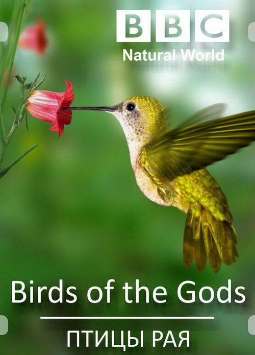 Постер Птицы рая