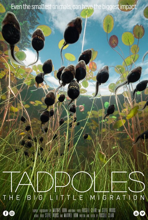 Tadpoles: The Big Little Migration скачать фильм торрент