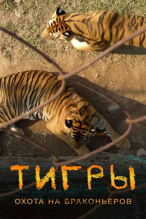 Постер Тигры: Охота на браконьеров