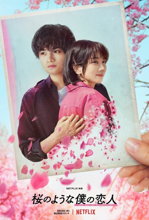Постер Моя любимая словно цветок сакуры