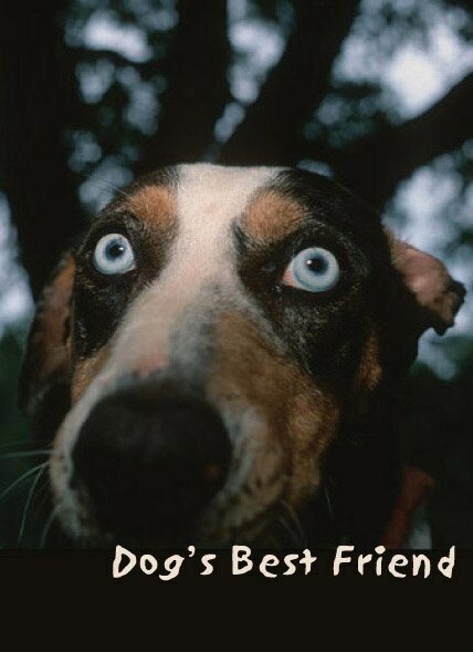 Постер Лучший друг собак