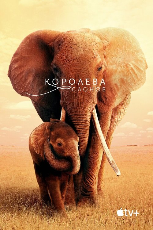 Постер Королева слонов